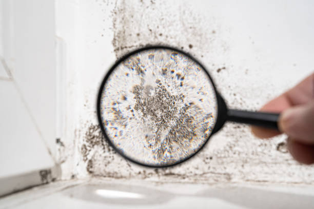 Best Commercial Mold Remediation in Keyser, WV